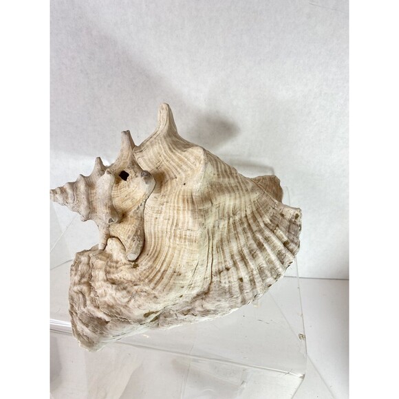 Decorative Extra Large Queen Ocean Pink Conch Seashell Shells 10.5” Natural 4+lb - Picture 4 of 9